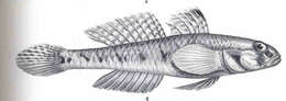 Image of Favonigobius