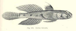 Image of Favonigobius