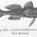 Image of Eastern longfin goby