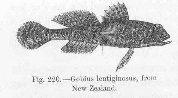 Image of Favonigobius