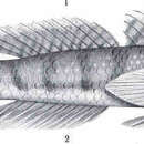 Image of Half-bridled goby
