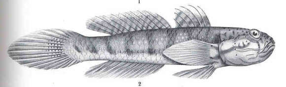 Image de Arenigobius