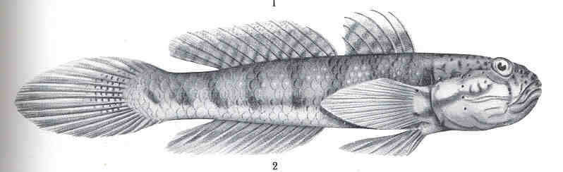 Image of Arenigobius