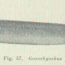 Imagem de Gonorynchus gonorynchus (Linnaeus 1766)