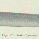 Plancia ëd Gonorynchus gonorynchus (Linnaeus 1766)