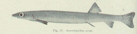 Imagem de Gonorynchus