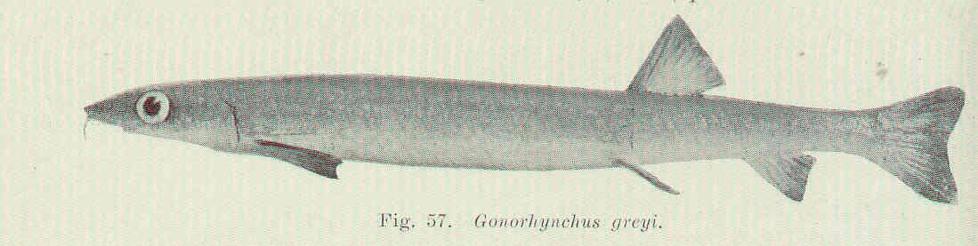 Imagem de Gonorynchidae