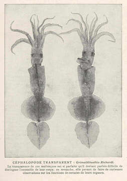 صورة Grimalditeuthis Joubin 1898