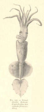 Image of Grimalditeuthis Joubin 1898