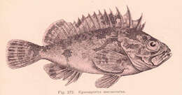 Image of wasp fishes