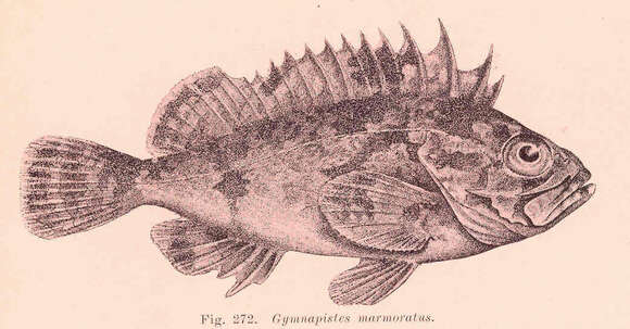 Image de Gymnapistes