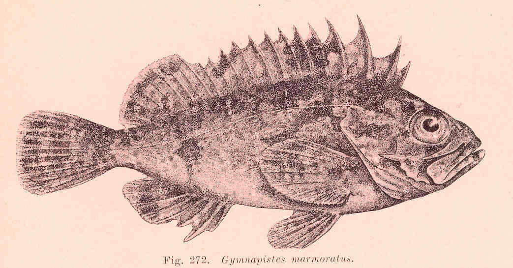 Image of wasp fishes