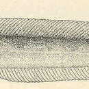 Gymnelus hemifasciatus Andriashev 1937 resmi