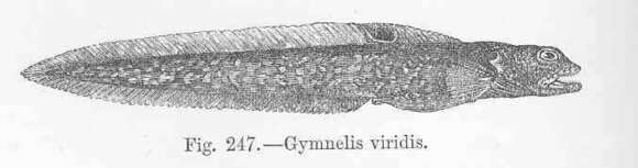 Image of Gymnelus