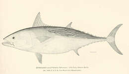 Image of Euthynnus