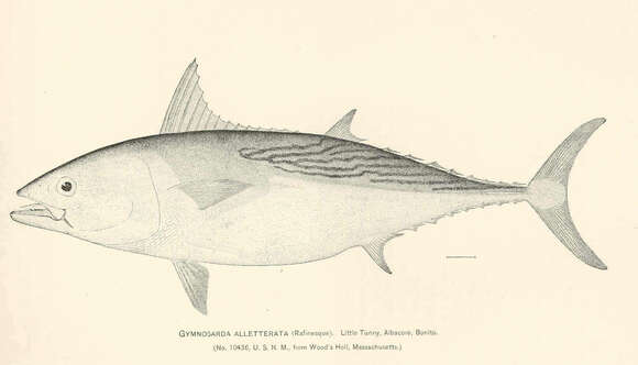 Image of Euthynnus