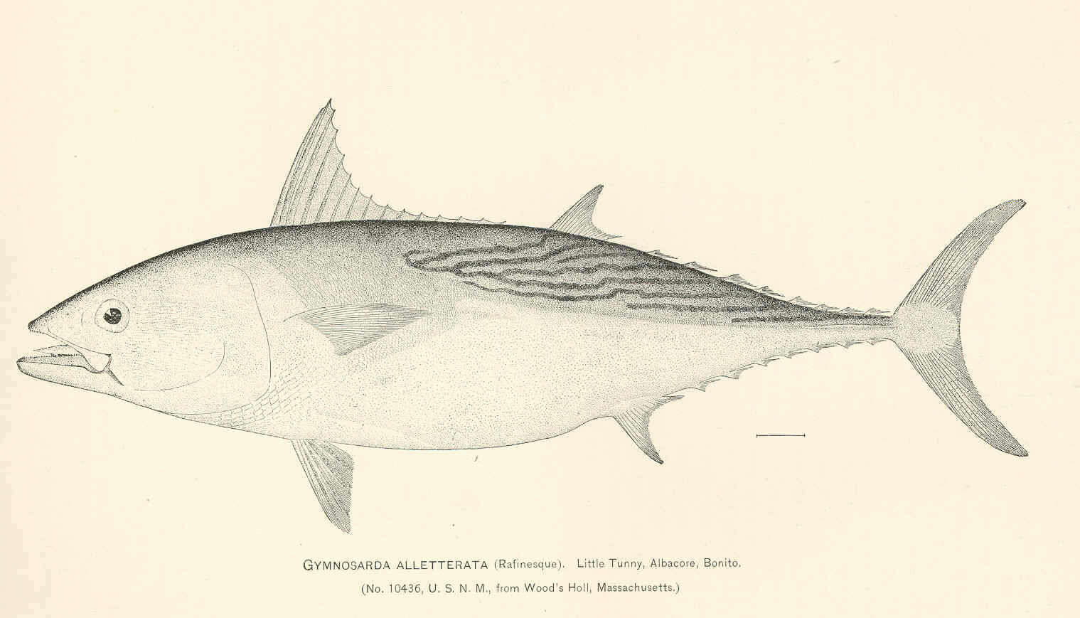 Image of Euthynnus