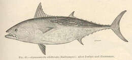 Image of Euthynnus