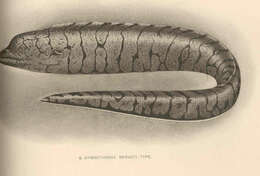 Слика од Gymnothorax berndti Snyder 1904