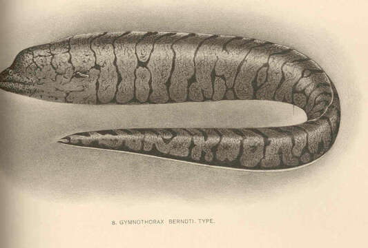 Gymnothorax berndti Snyder 1904 resmi