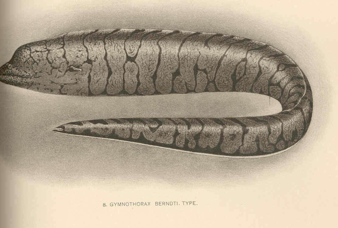 Image of Berndt&#39;s moray eel
