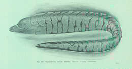 Gymnothorax berndti Snyder 1904 resmi