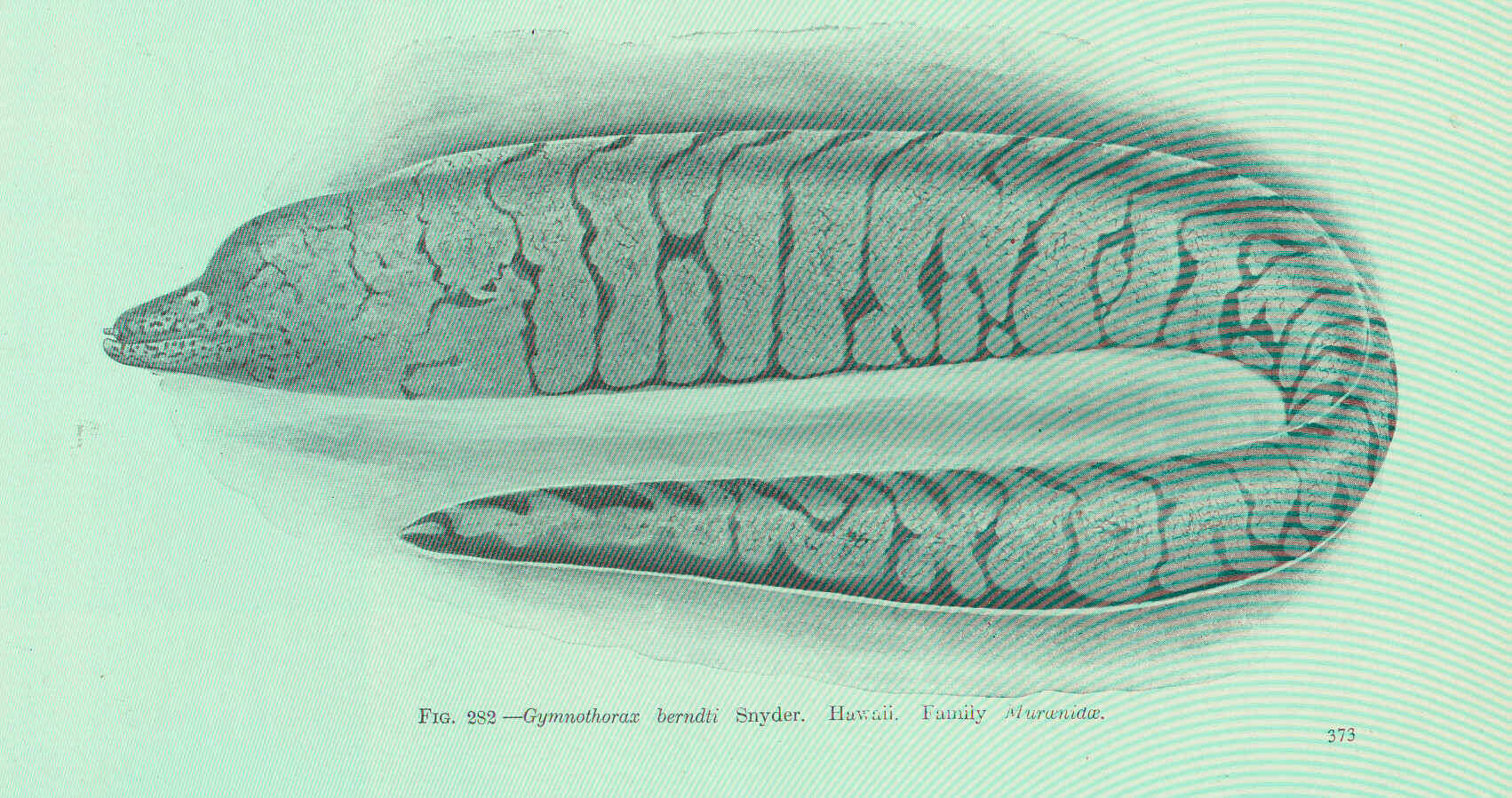 Image of Berndt&#39;s moray eel