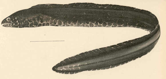 Image of Bar-cheeked eel