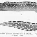 Plancia ëd Gymnothorax ocellatus Agassiz 1831