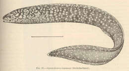 Слика од Gymnothorax eurostus (Abbott 1860)