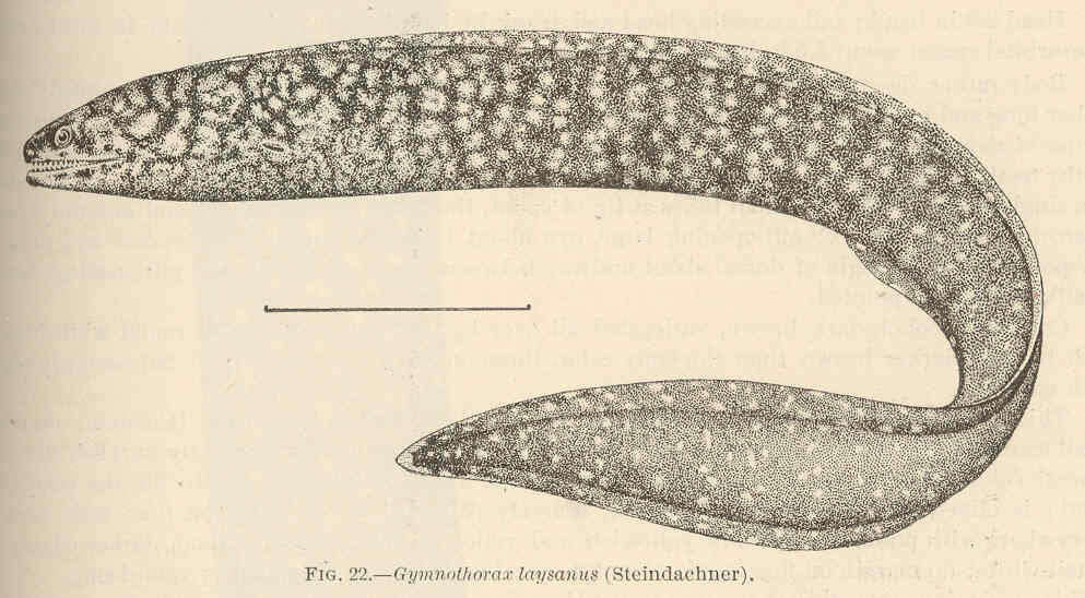 Image of Abbott's moray eel