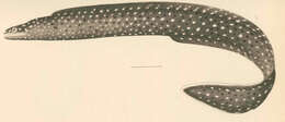 Image of Abbott's moray eel
