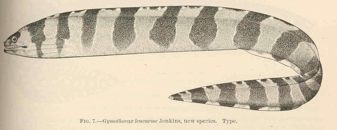 Image of Banded moray