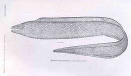 Слика од Gymnothorax moringa (Cuvier 1829)