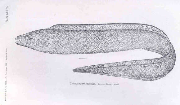 Image of Common Conger