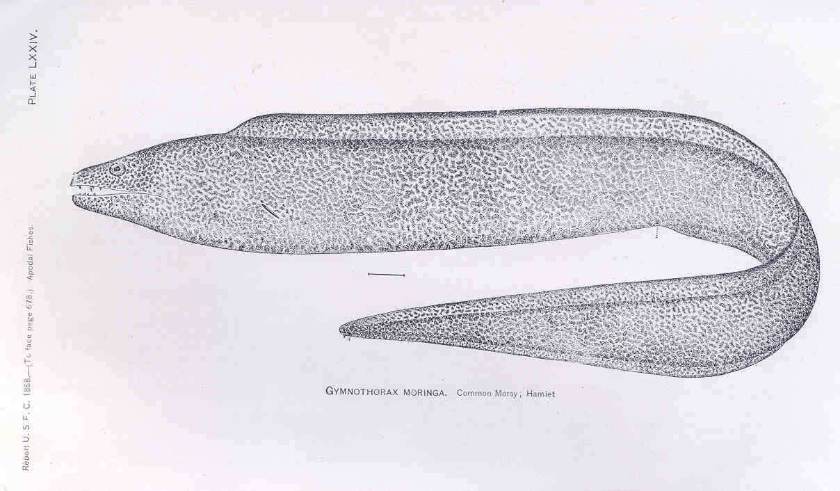 Image of Common Conger