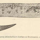 Image de Gymnothorax steindachneri Jordan & Evermann 1903