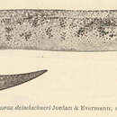 Plancia ëd Gymnothorax steindachneri Jordan & Evermann 1903