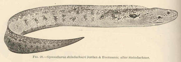 Image de Gymnothorax steindachneri Jordan & Evermann 1903