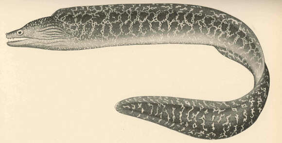 Image of Undulated moray