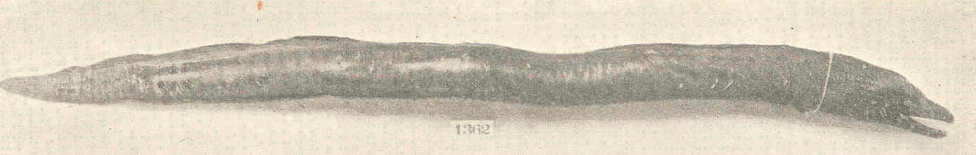 Image of Bar-tail moray