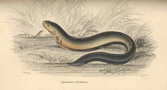 Image of Electrophorus