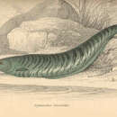Слика од Gymnotus carapo Linnaeus 1758