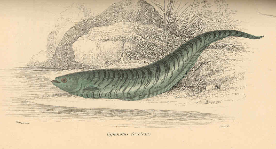 Image of Gymnotiformes