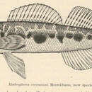 Image de <i>Hadropterus evermanni</i>