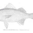 Image of Smallmouth Grunt