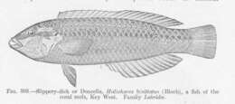 Image of wrasse