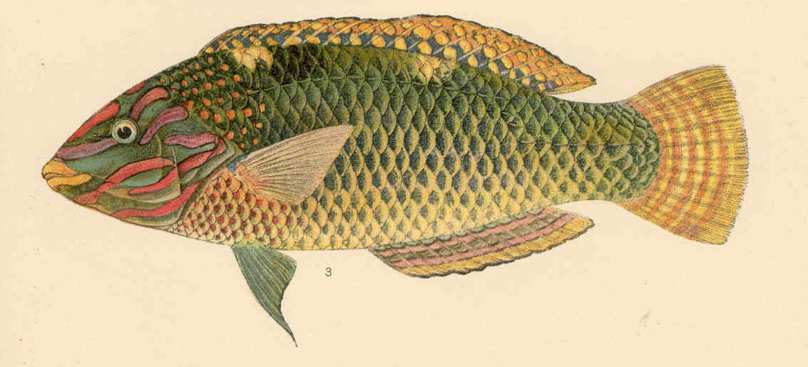 Image of Checkerboard wrasse