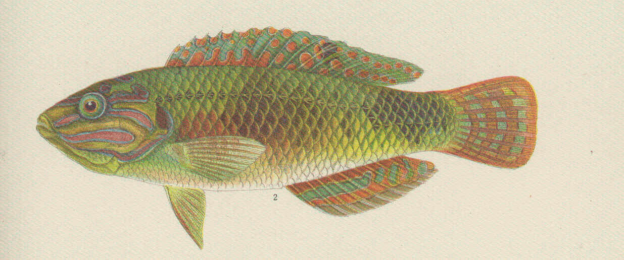 Image of Pink-belly wrasse