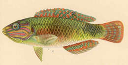 Image of wrasse